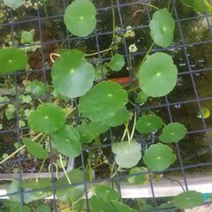 水草、めだか水槽にいかがですか