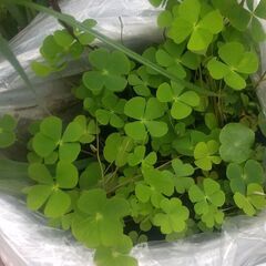 水草、めだか水槽にいかがですかの画像