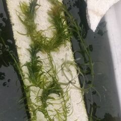 水草、めだか水槽にいかがですかの画像