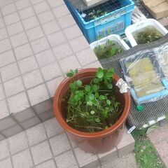 水草、めだか水槽にいかがですかの画像