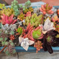 ガーデニング多肉植物色々の画像
