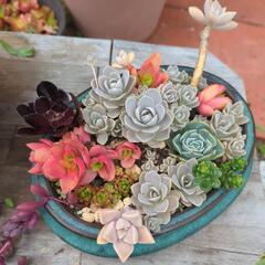 ガーデニング多肉植物色々の画像