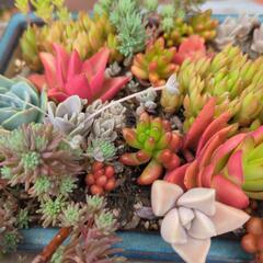 ガーデニング多肉植物色々