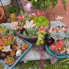 ガーデニング多肉植物色々の画像