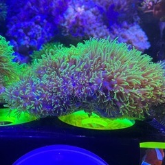 スターポリプ　蛍光グリーン②