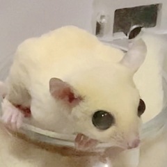 フクロモモンガメス