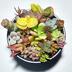 ランキングキーワードに紐づく投稿画像-多肉植物