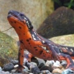 イモリ　オキナワシリケンイモリの画像