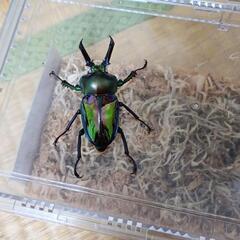 ニジイロクワガタ　グリーン　ホワイトアイ　NO.1の画像