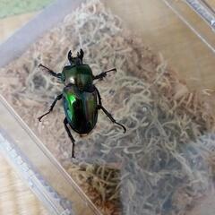 ニジイロクワガタ　グリーン　ホワイトアイ　NO.1の画像