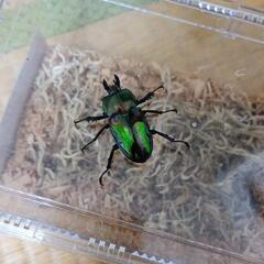 ニジイロクワガタ　グリーン　ホワイトアイ　NO.1の画像