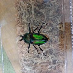 ニジイロクワガタ　グリーン　ホワイトアイ血統　NO.2の画像