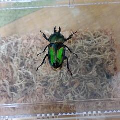ニジイロクワガタ　グリーン　ホワイトアイ血統　NO.2の画像