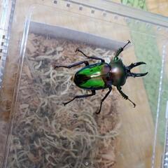 ニジイロクワガタ　グリーン　ホワイトアイ血統　NO.2の画像