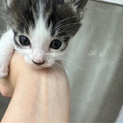 急募、家のベランダで野良猫ちゃんが3匹の赤ちゃん出産 − 大分県