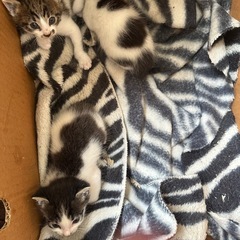 急募、家のベランダで野良猫ちゃんが3匹の赤ちゃん出産 - 里親募集