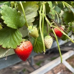 6月8日いちご　1箱1300円　ぶらり多米市にての画像
