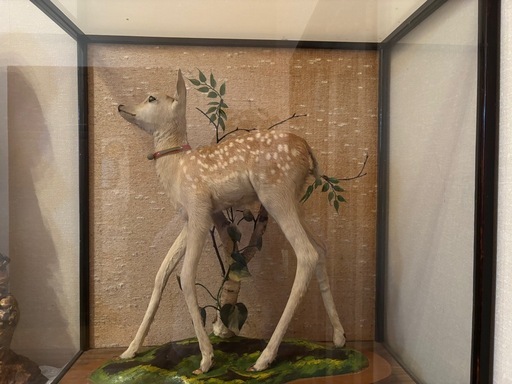 バンビ　子鹿
剥製