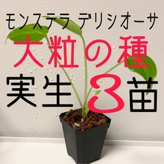 大粒のモンステラデリシオーサの種から生育した実生です！3苗（株）④