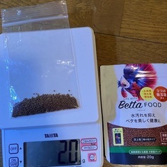 ベタ　飼育セットの画像