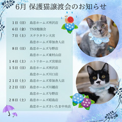 🌿 6月の保護猫譲渡会・イベントのお知らせ🌿