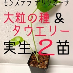 モンステラ【デリシオーサ大粒の種からの苗&デリシオーサタウエリー...