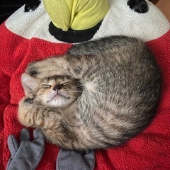 猫ちゃん達の里親を募集しています！