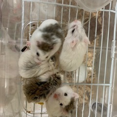 ロボロフスキーの里親募集