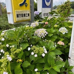 お話し中　アジサイ切花