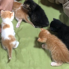 至急※探してます🙇🏻‍♀️