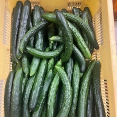 朝採れきゅうり🥒5本