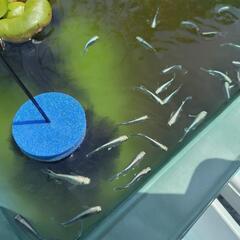マリアージュロングフィン 若魚10匹 メダカ めだかの画像