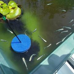 マリアージュロングフィン 若魚10匹 メダカ めだかの画像