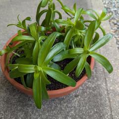 観葉植物　　　画像①の１ポットの画像