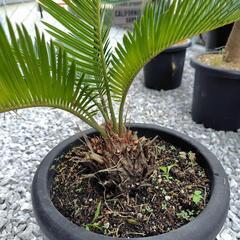 ソテツ　蘇鉄　2株セット