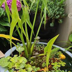 水生植物ビオトープ寄せ植え『クワイ・ルドヴィジア・ミリオフィラム...