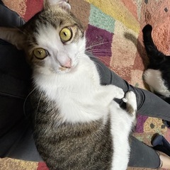 とても甘えん坊　キジ白くん