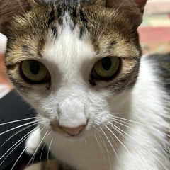 とても甘えん坊　キジ白くん - 猫