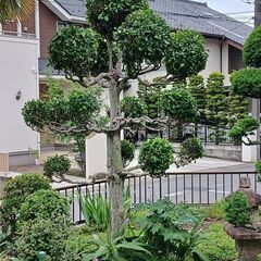 庭木　クロガネモチの画像
