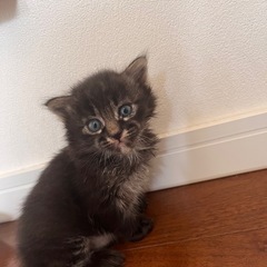 【里親募集】可愛い子猫の家族になってくださる方を探しています🐾