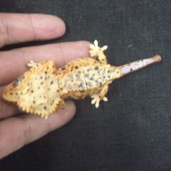 いきもの大図鑑？