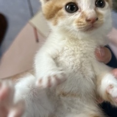 茶白の女の子