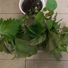 しその苗１０本位Ｃ（6/8まで）の画像