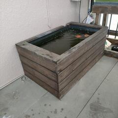 ビオトープ1式☆メダカや金魚等に☆