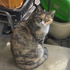 可愛い三毛猫ちゃん 避妊手術済 １歳