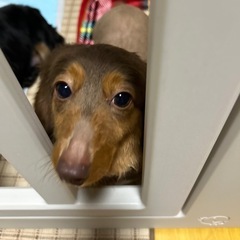 ダックスフンド女の子4歳9ヶ月 - 犬