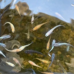 ミックスメダカ°･🐠20匹＋2の画像