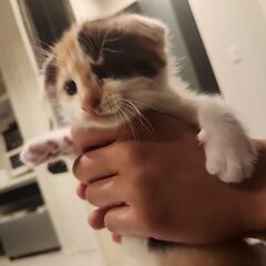 耳折れの子猫ちゃんです。