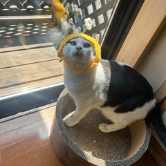 推定3歳のハチワレ男の子 琥珀くん