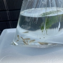 メダカ５匹　めだか　小さな水草付き